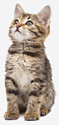 实物可爱的小花猫免抠素材_元小素 https://iipng.com 动物 动物拍摄 包装设计 可爱 可爱小猫 宠物 海报设计 灰色小猫 猫 猫咪 萌 野猫