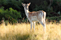 Fallow Deer, Richmond Park, Surrey | Flickr – 相片分享！