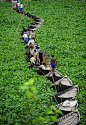 Congo's Boat Road: 