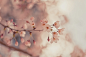 Cherry Blossoms | Flickr – 相片分享！ #摄影师# #美景#