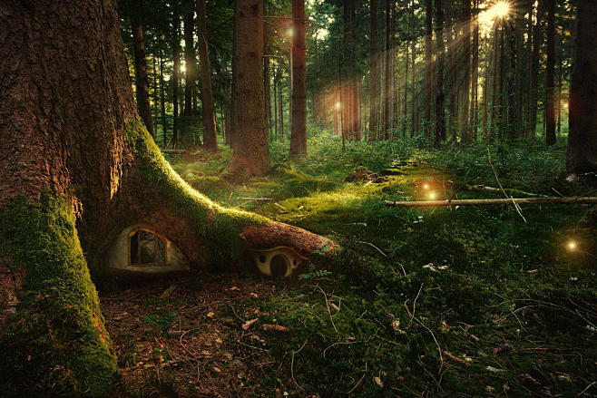 在500px的森林由安德鲁Lovga照片...
