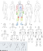 文章-【男性肌肉的绘制及参考】 | 半次元-ACG同好社群