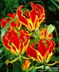 百合科的【嘉兰】（Gloriosasuperba），是津巴布韦国花。花型奇特，犹如燃烧的火焰，艳丽而高雅；花色变幻多样。其花瓣向后反卷是重要的特征，花名来源于拉丁的“惊叹”“美丽”之意。瓣缘呈波状的花瓣，表现出超越现实的美丽