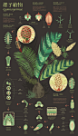 Infographic Design - Plants : These three information charts describe the morphological characteristics, growth and development of fern, gymnosperms and angiosperms, and their respective information.The plants in the chart show in the form of illustration