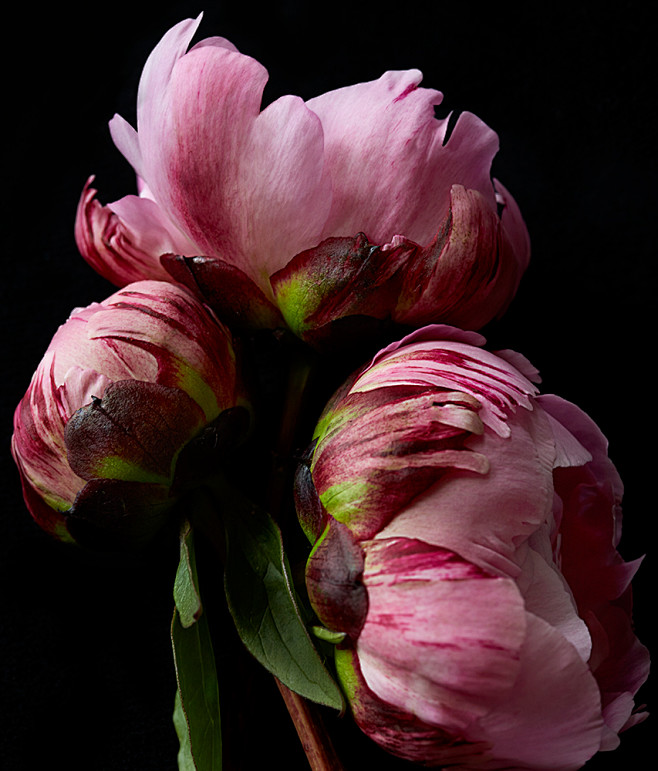 pink-peonies