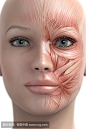 脸部肌肉结构的搜索结果_360图片