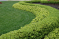 Strong Statement Hedge Row Boxwood and Pachysandra