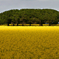 ollebosse:

Trees in canola Field
