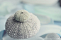Beach Glass Photography Alaska Photograph by BLintonPhotography：A pair of sun-bleached sea urchins resting on a collection of beach glass
