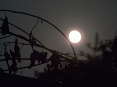 烟雨梦﹏采集到夜， 寂寥。 温柔，缠绕。