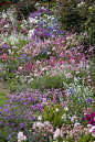 english cottage garden borders - This is what I'm trying to achieve.  I only wish they had identified all the flowers.