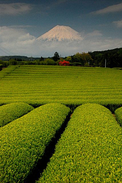 想入恢恢采集到美景