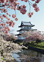 日本北海道建筑樱花素材