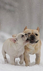 Frenchies playing in the snow: 