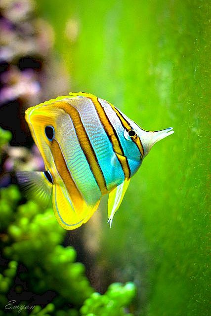 Butterflyfish 鲽鱼
