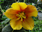 全部尺寸 | Fremontodendron californicum subsp. californicum | Flickr - 相片分享！