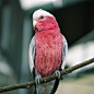 Large pink and grey Galah.