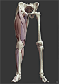 Leg anatomy, Jekabs Jaunarajs : Human legs, modeled at anatomynext.com, based on radiology scans, Theime atlas of anatomy, and expert advise.