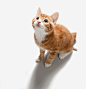 抬头仰望的猫咪高清素材 动物 宠物 小猫 猫咪 元素 免抠png 设计图片 免费下载