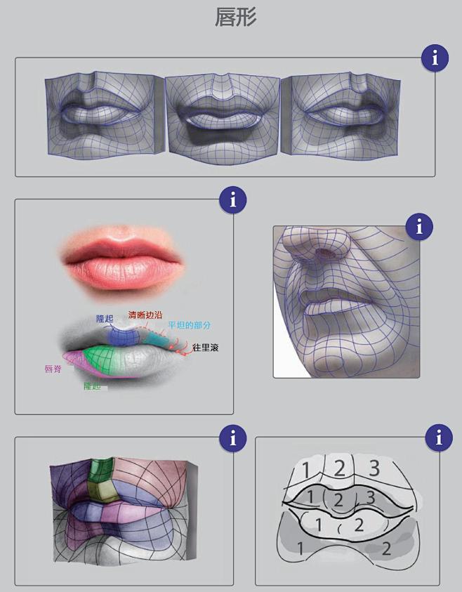 嘴巴的结构与绘画学习