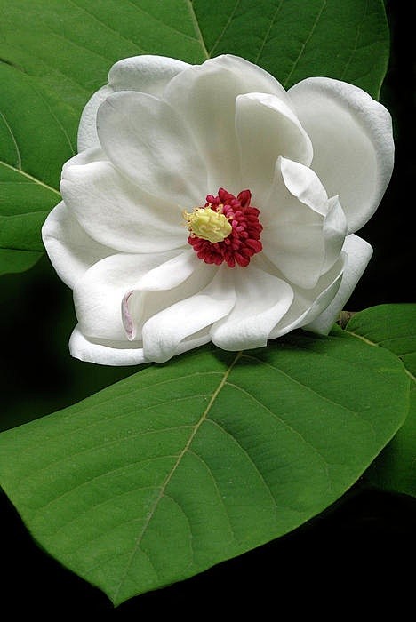 ~~Magnolia Sieboldia...