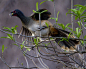 libutron:West-Mexican Chachalaca - Ortalis poliocephalaThe West-Mexican Chachalaca, Ortalis poliocephala (Galliformes - Cracidae), is a species endemic to México, which inhabits tropical deciduous forests of southwestern Mexico, from Jalisco south to Chia