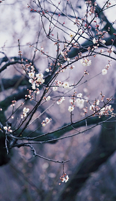 ~小迷糊~采集到千姿百态  摇曳生辉