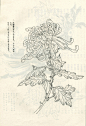 菊谱---白描菊花(70p)陆续发,朋友们共赏 - 【工笔画素材】 - 【中国工笔画论坛】 |工笔画|工笔画视频|工笔花鸟|工笔山水|工笔人物|