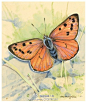 【收集•美图】——关于蝴蝶的绘画。‖来自Gordon Beningfield