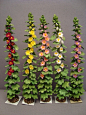 what colors are the hollyhocks | Plansts and Flowers - for Dollhouse Landscaping
