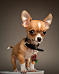 Chihuahua  #Puppy #Dog #Hound #Dogs #Puppies: