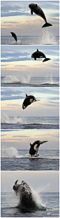 8吨重虎鲸跃出水面捕捉海豚