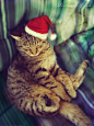 有一种猫咪，叫做圣诞帽子 节日 猫 摄影美图 摄影 圣诞 可爱 photoshop 