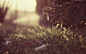 grass plants - Wallpaper (#2926015) / Wallbase.cc