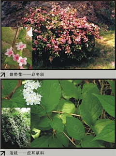 encourse、采集到A景观—参考/植物常识