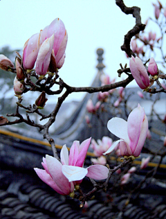 清浅简兮采集到花开堪折