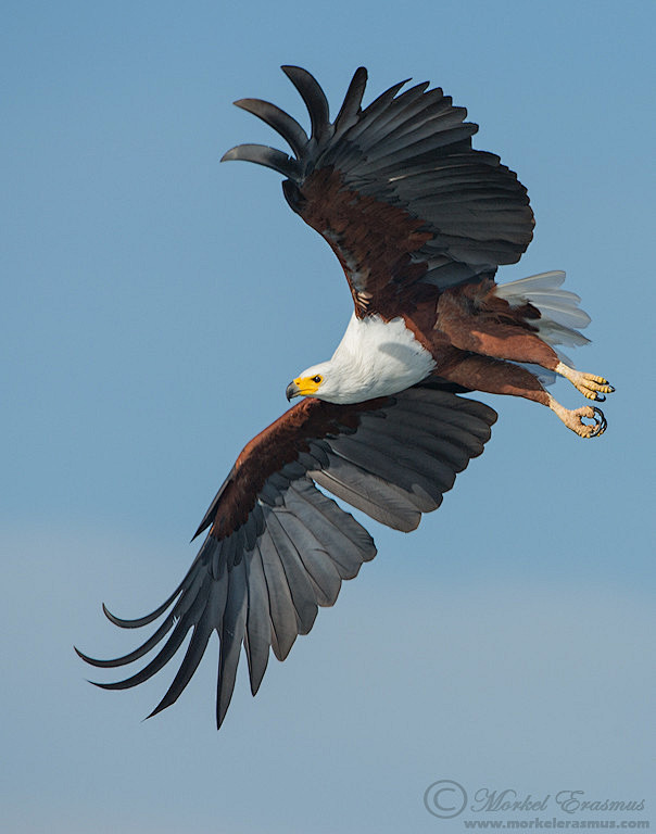 Photograph Flight of...