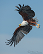 Photograph Flight of the Fish Eagle by Morkel Erasmus on 500px