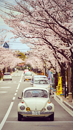 ◤♏小鳥遊紫音♍◢采集到日本、日语