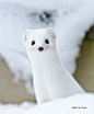 Ermine | Amazing ✈ World