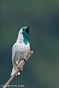 The Bare-throated Bellbird (Procnias ... | feathered friends and thin…