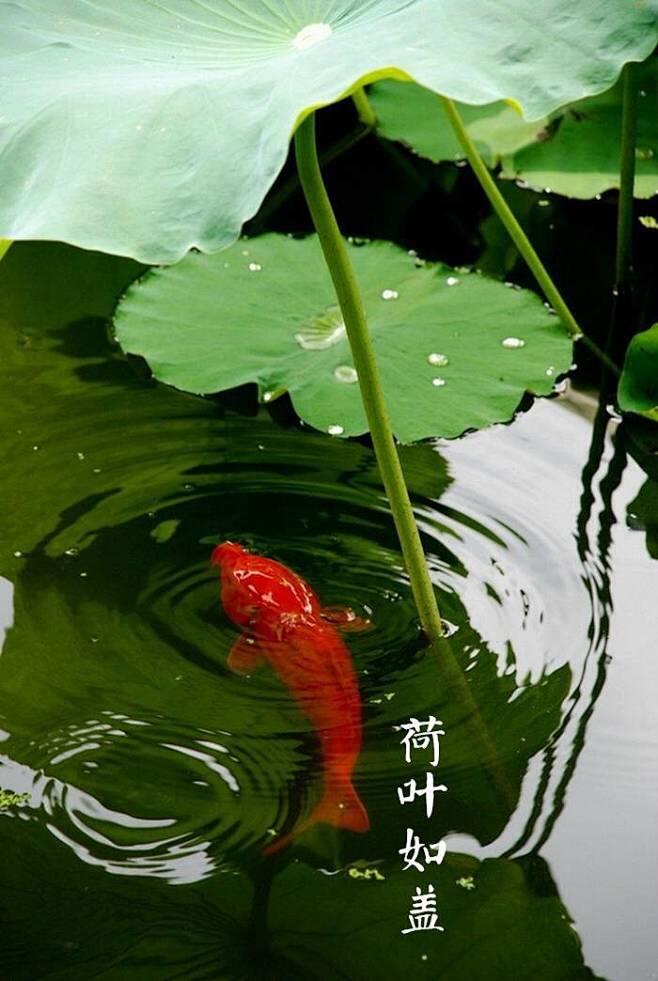 【中国节气：小满】夏靜风和，蝶飞蜓舞，荷...