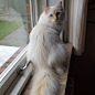 丹麦的奶油色布偶猫Milo，虽然面相很甜美像个公举，但却是个黏人的大家伙！小脚丫都毛绒绒的好想揉……