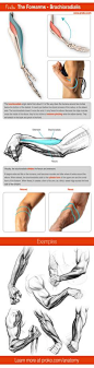 Information on the Forearms Brachioradialis. You can find more info on drawing the forearms at proko.com/anatomy.