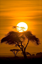 . : : Stunning Nature : : . / Sunrise in Amboseli National Park, Kenya | Amazing Snapz