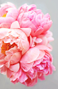 Peonies Forever Art Print by Ez Pudewa | Society6