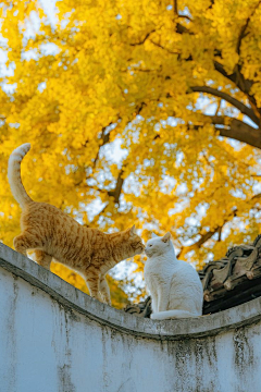 1624Km采集到猫猫喵喵喵