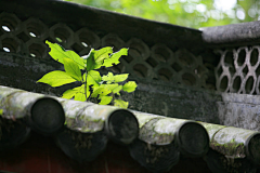 阡陌凝烟采集到❀禅意❀