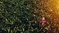 Aerial view of female farmer with tablet in corn field by Igor Stevanovic on 500px