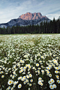 《赏尽繁花》雏菊，班夫国家公园，加拿大阿尔伯塔省的场